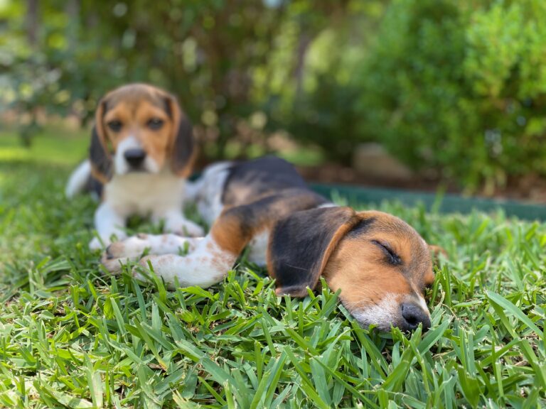 male beagle puppies